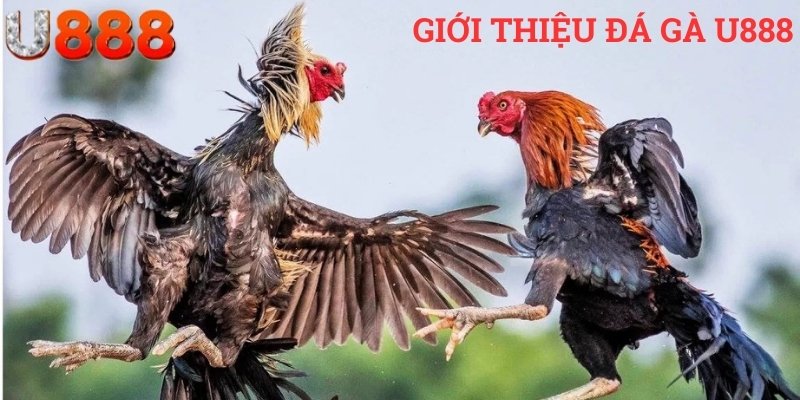 Giới thiệu đá gà U888